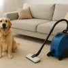 Remove Dog Smells from Carpets and Sofas Easily